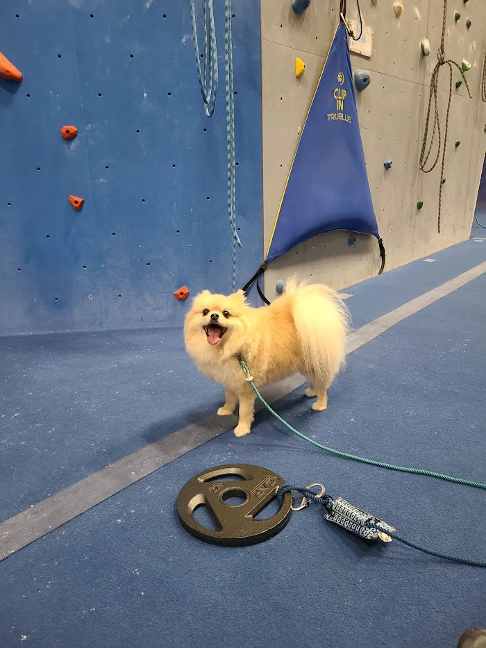 Central Rock Gym 7