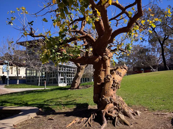 UCSD Main Gym 8