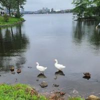 Dock by Hatch Shell