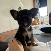 Puppy Yoga x Puppysphere