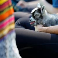 GGA Dwarf Goat Yoga