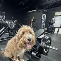 Barbell 13