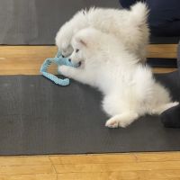 Puppy Yoga X Puppy Sphere (Miami)